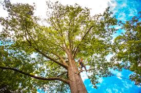 Best Utility Line Clearance  in Flanders, NY