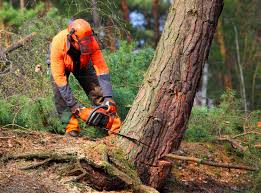 Best Stump Grinding and Removal  in Flanders, NY