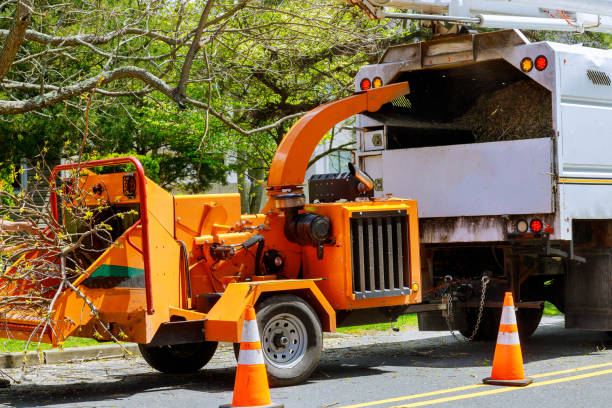 Best Tree Disease Treatment  in Flanders, NY