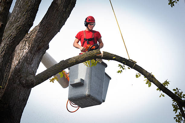 How Our Tree Care Process Works  in Flanders, NY