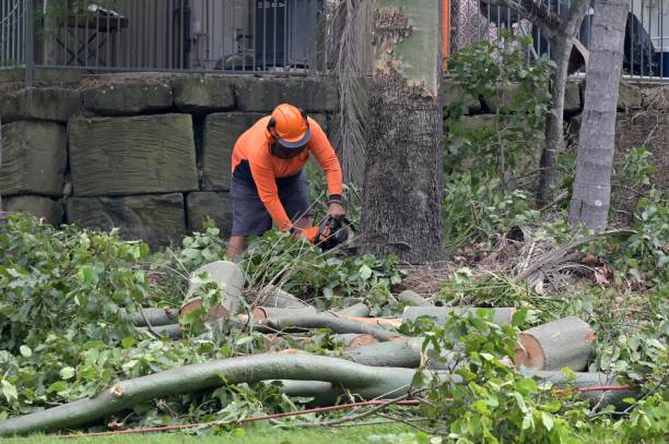 Best Arborist Consultation Services  in Flanders, NY