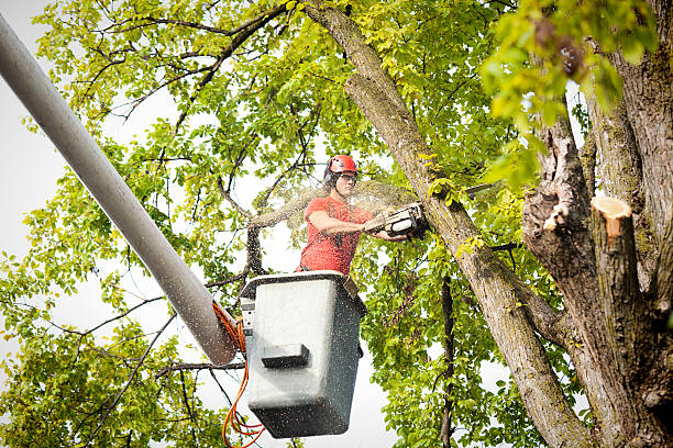 Best Storm Damage Tree Cleanup  in Flanders, NY